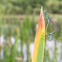 Blue-Tailed Damselflies mating 4 